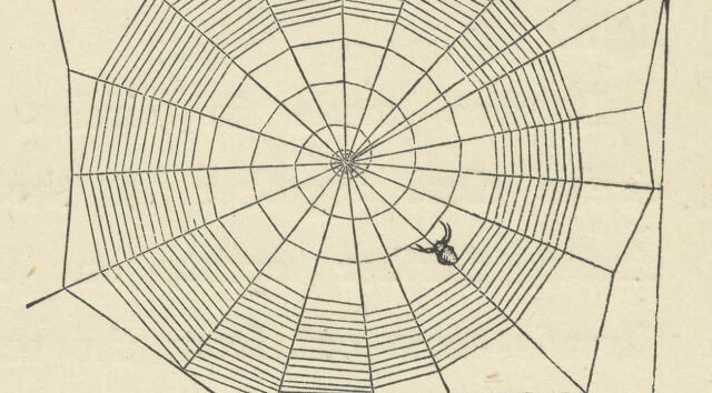 A Garden Spider's web. Princess & Fairy, or, The Wonders of Nature. 1899