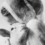 Laura Makabresku Consolation