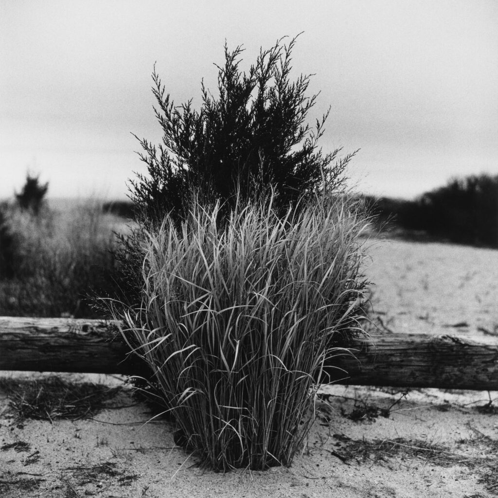 Grass Port Jefferson New York Photo by Peter Hujar 1984