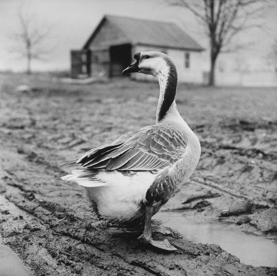 Peter Hujar Goose Germantown 1984