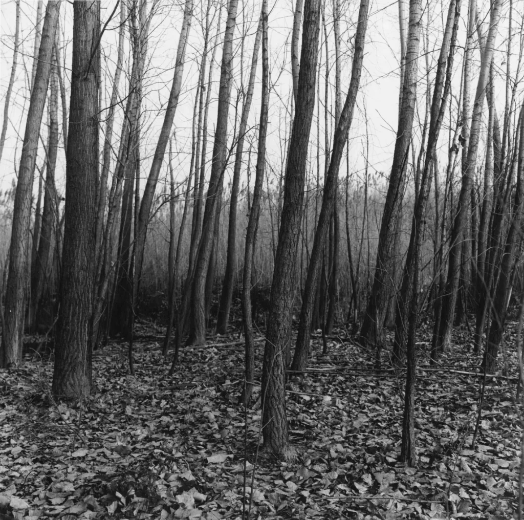 Peter Hujar f